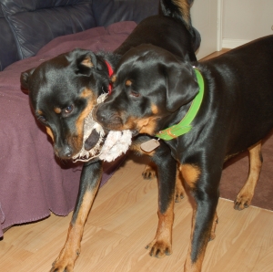 Two dogs playing tug