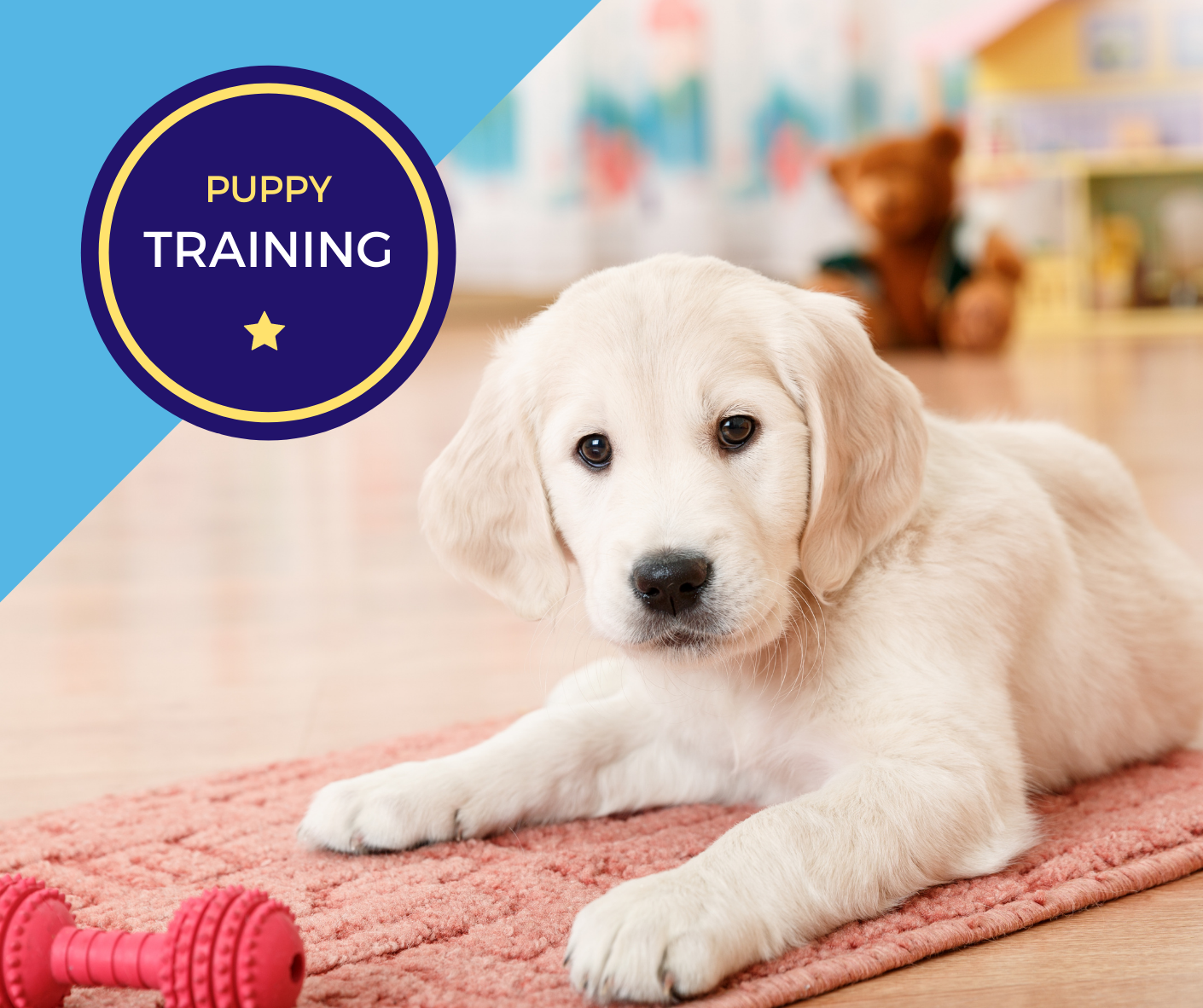 Puppy Training Programmes