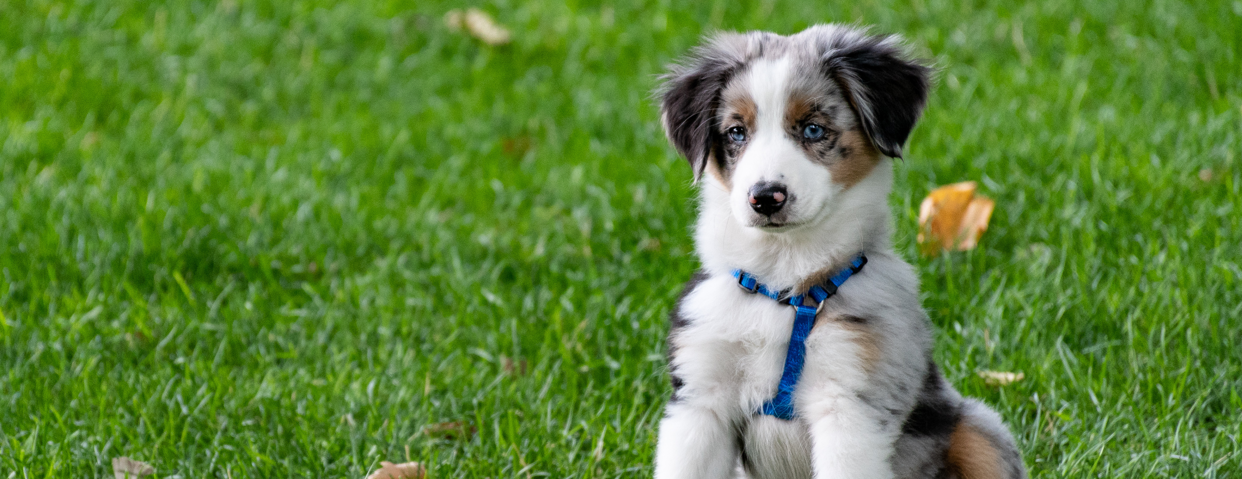 Puppy Training