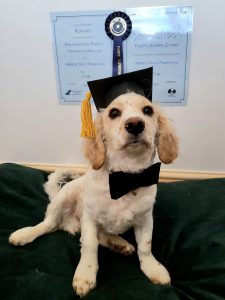 Image of a small pale blonde dog, he's are wearing a graduation cap and hung on the wall are certificates from his training class. Contact us via our contact us page.